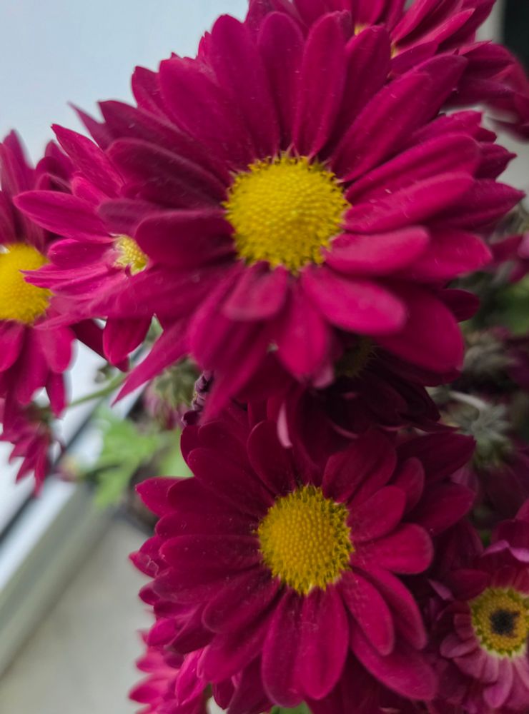 Burgundy chrysanthemum