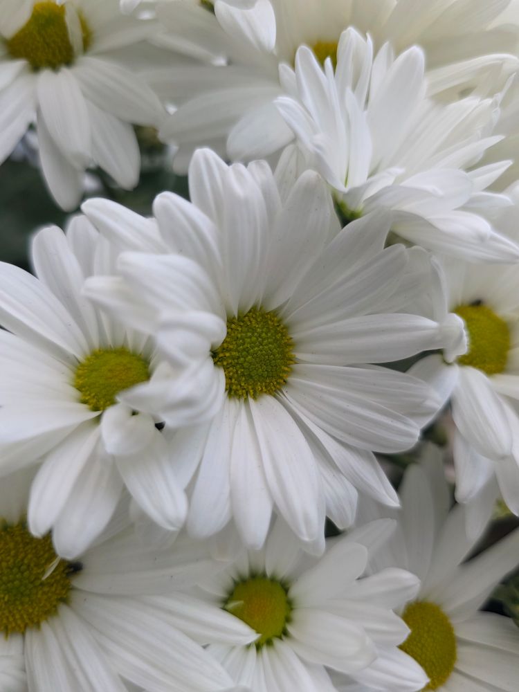 White chrysanthemum