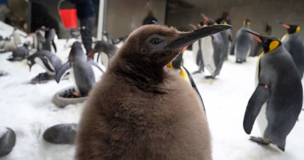 Pesto the king penguin chick becomes an internet sensation