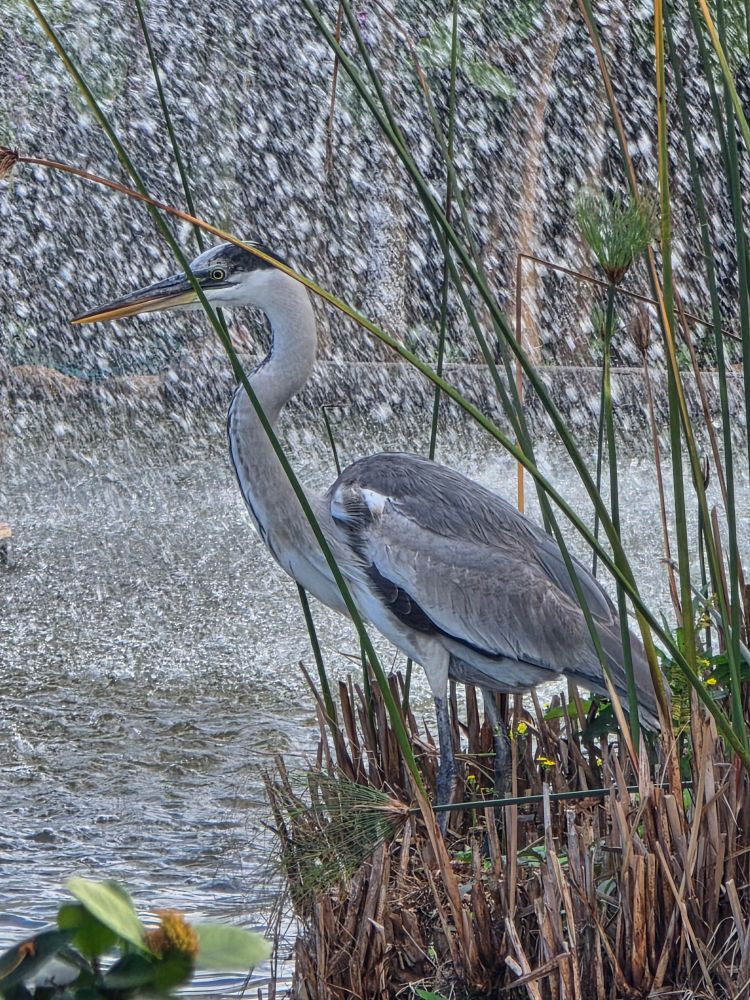 Gray heron surrounded by flowers and water