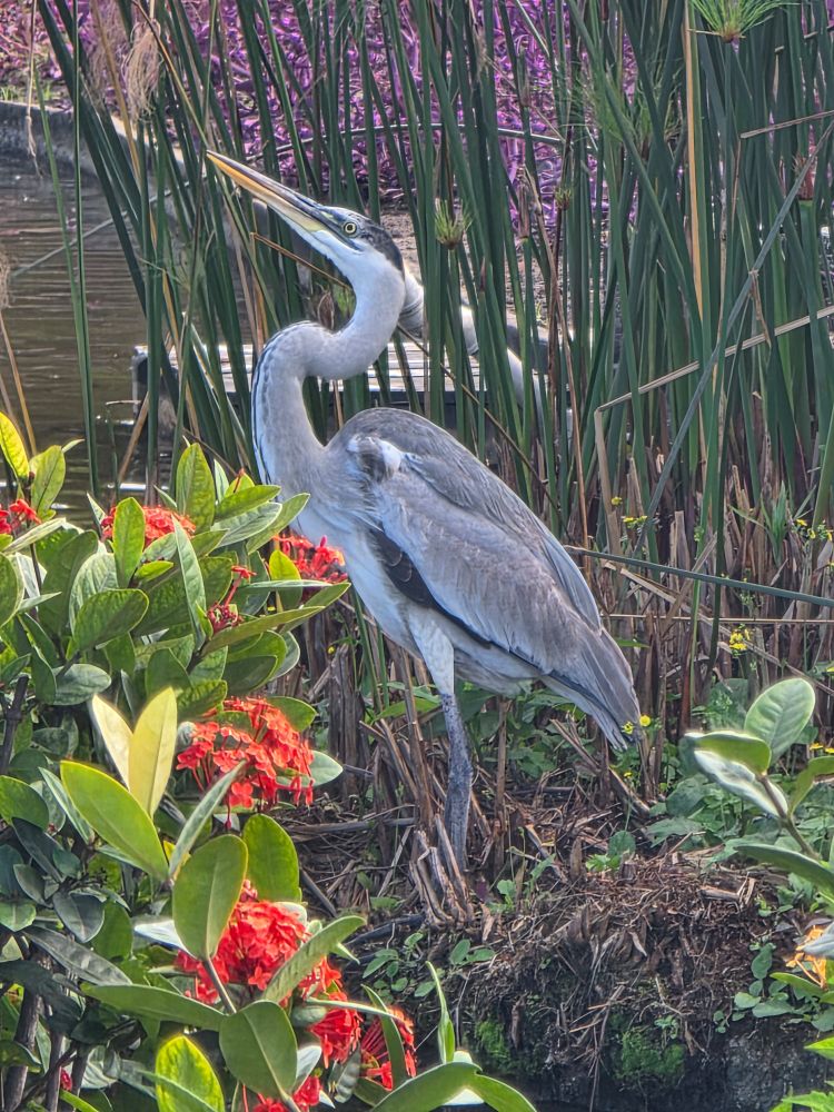 Gray heron surrounded by flowers 