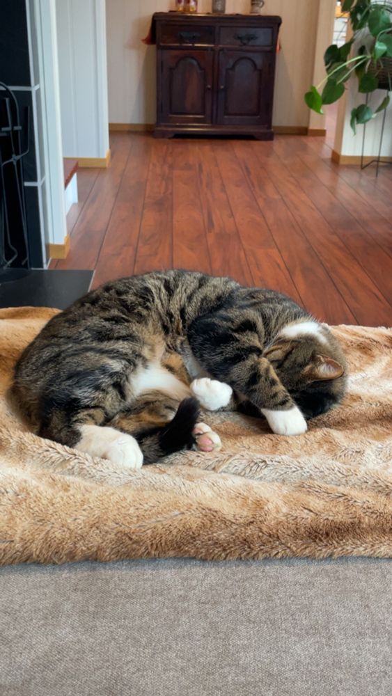 Katt som ligger og holder en forpote over ansiktet 