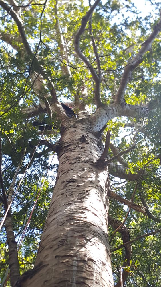 Photograph of a kauri tree canopy. The middle of the image is dominated by the distinctive textured trunk and there is are two researchers hidden behind a large branch taking canopy measurements. 