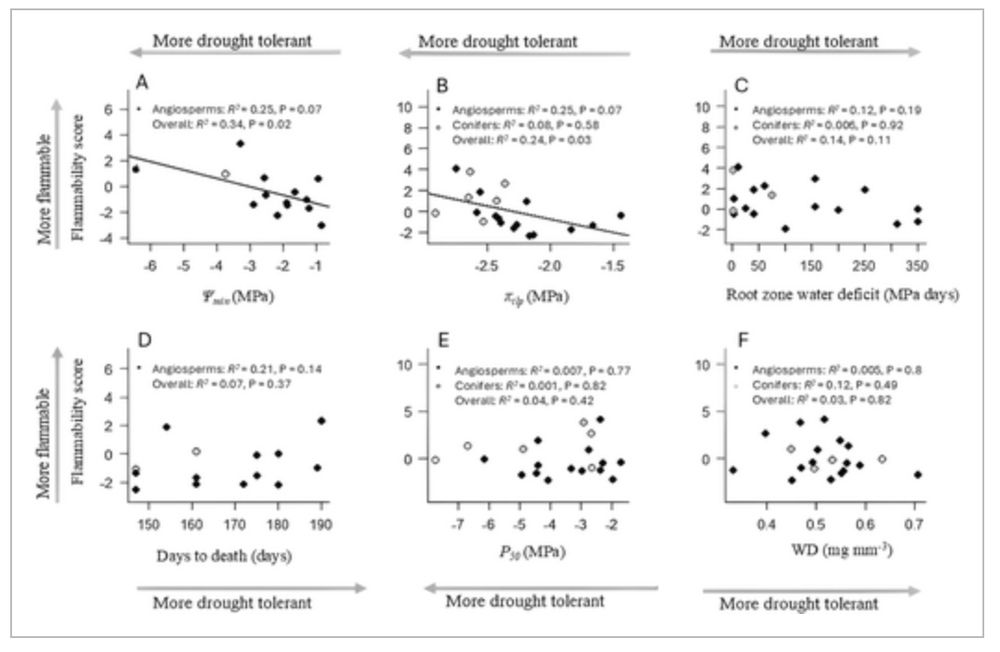Six plots showing shoot flammibility score is associated with minimun water potetnial and turgor loss point but not root zone water deficit, days to death, P50 and wood density.