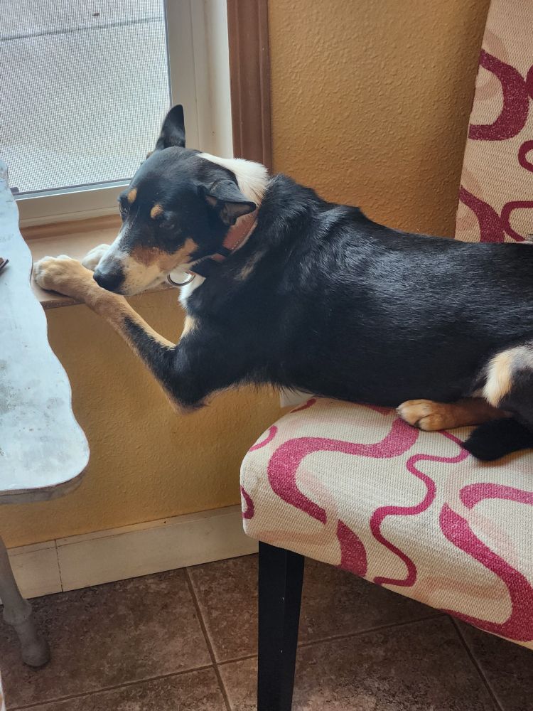 Lotte checking out the backyard.
