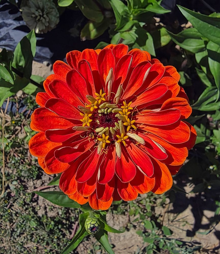 Flower