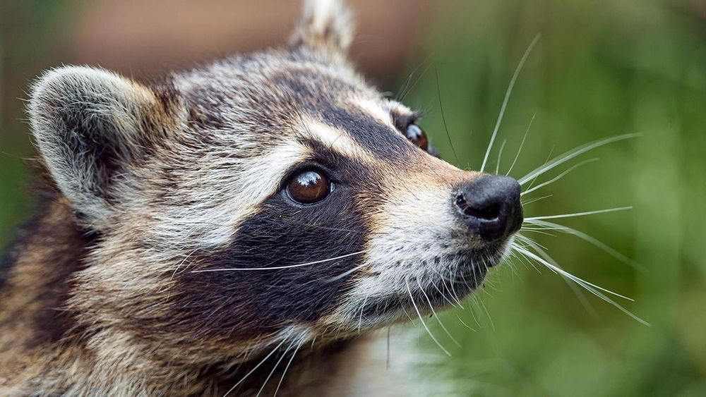 An adorable raccoon 