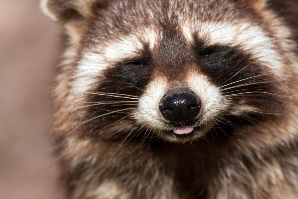 An adorable raccoon 