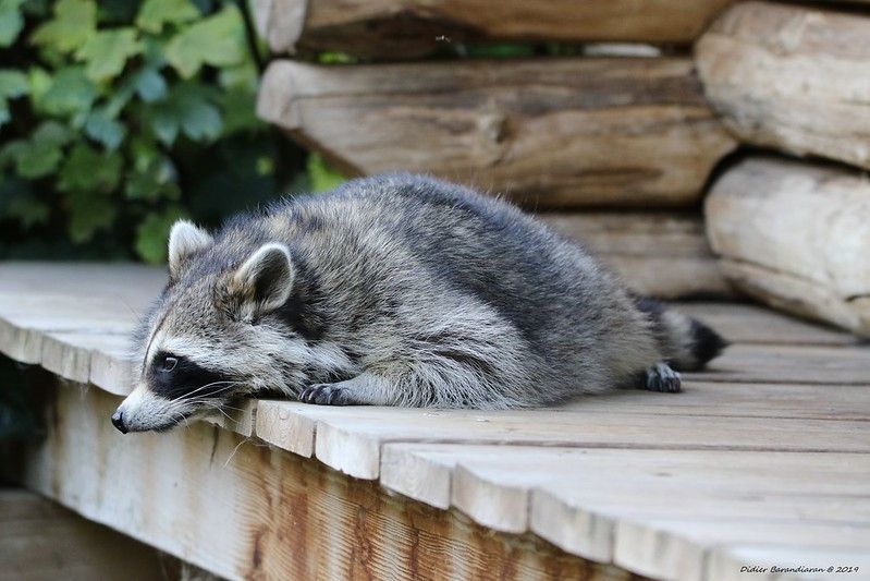 An adorable raccoon 