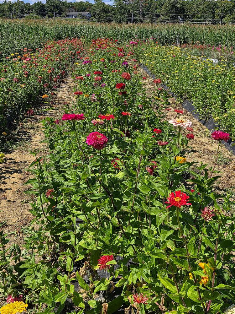 Flowers