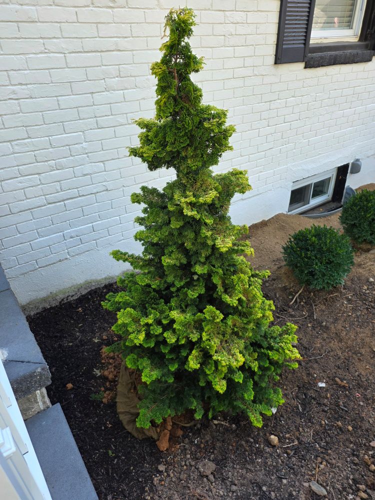 Gregs's Golden Hinoko Cypress