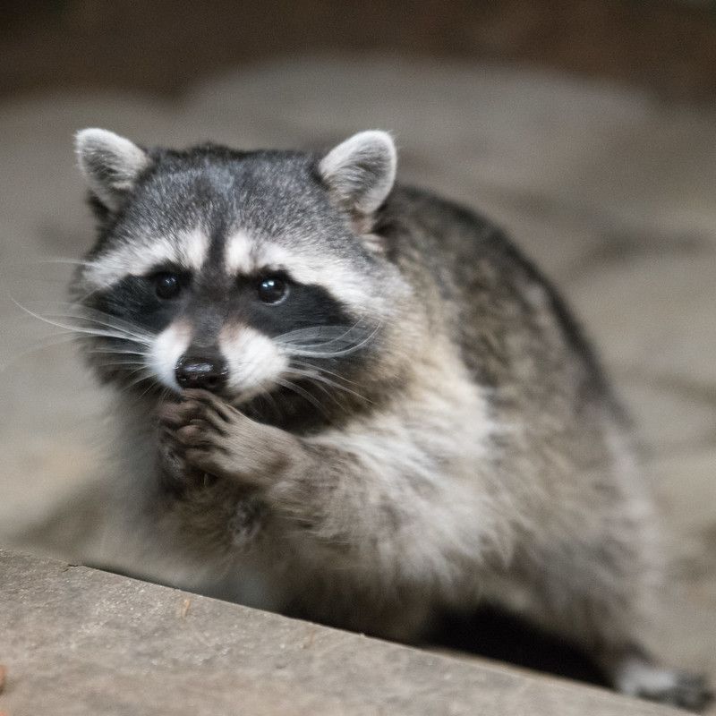 An adorable raccoon 