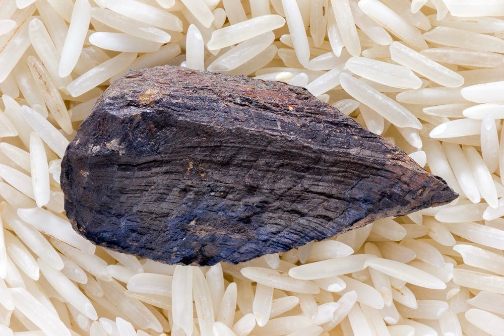 Cf Thracia subtruncata 