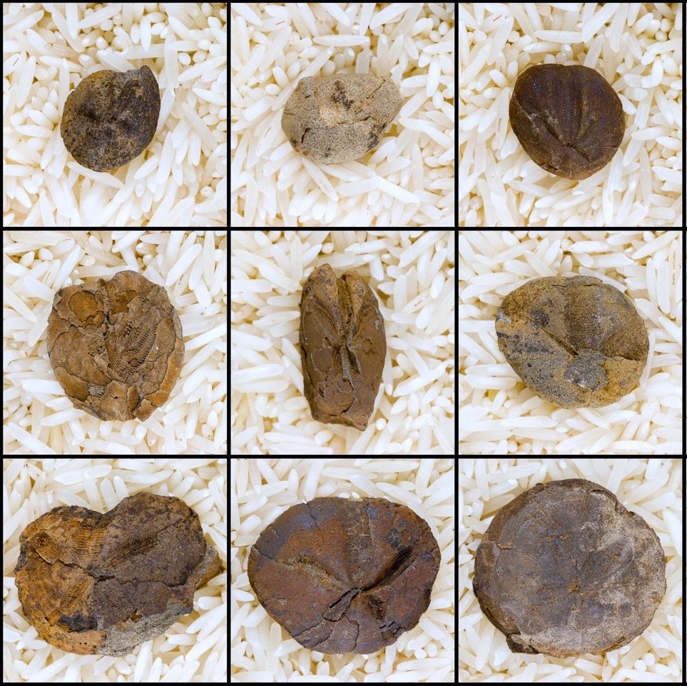 Late Cretaceous spatangoid sea urchin fossils from Saanich Peninsula, Vancouver Island, British Columbia, Canada.

From the collection of Dan Bowden 