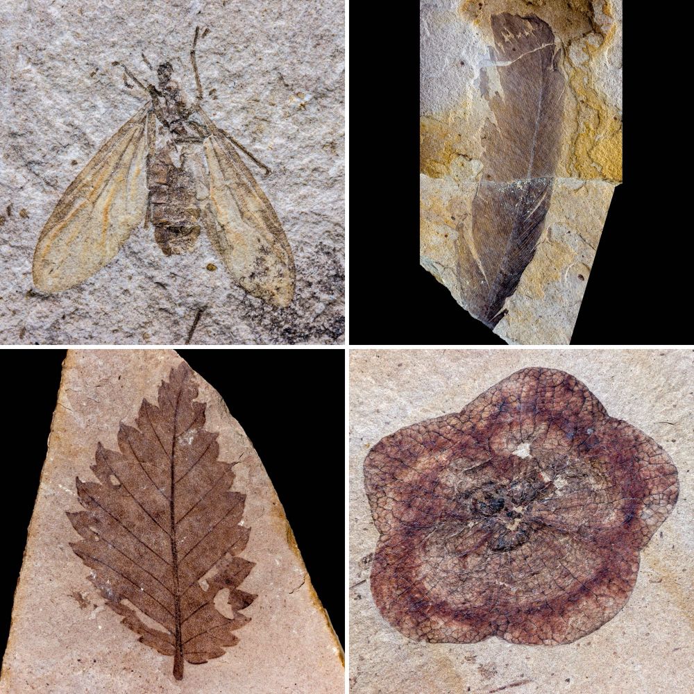 Top left: A fossil March Fly
Top right: A fossil bird feather 
Bottom left: A fossil deciduous plant leaf with a toothed margin.
Bottom right: A large fossil flower

All were collected from the Eocene Allenby Formation of Southern British Columbia, near Princeton.