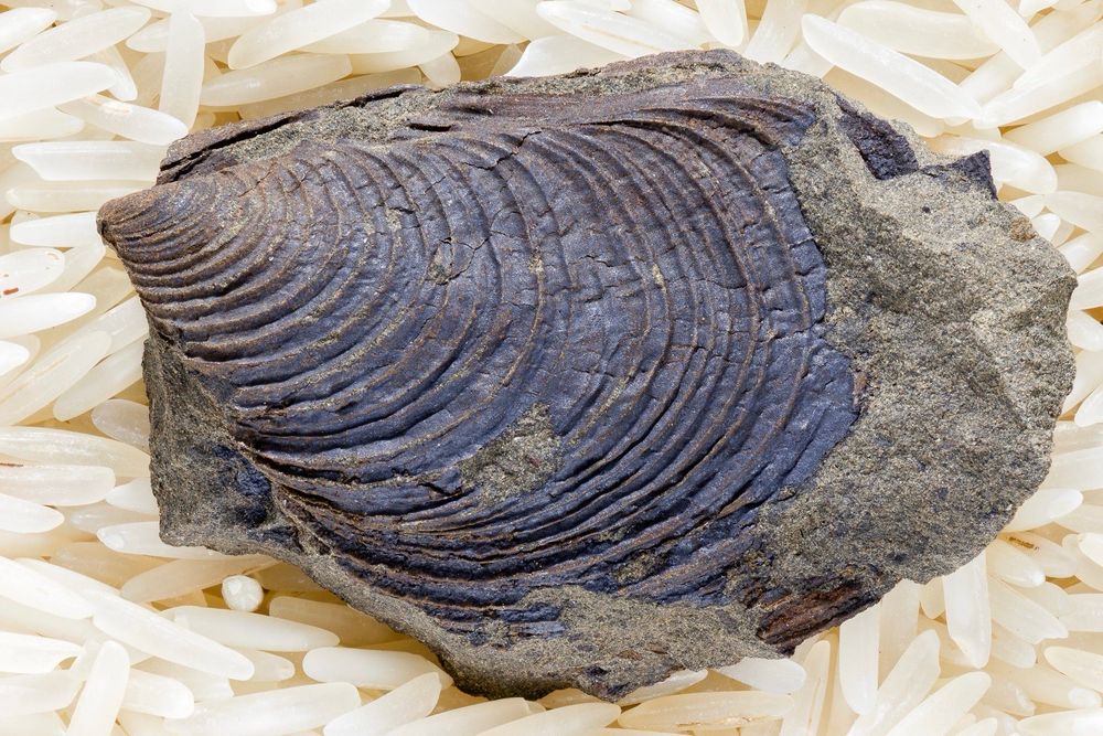 Sphenoceramus cf naumanni 