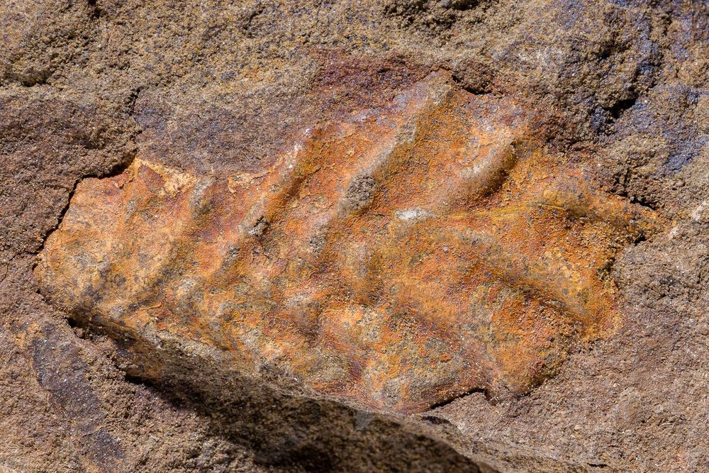 Sphenoceramus cf sachalinensis 