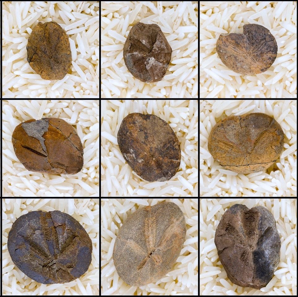 More Late Cretaceous spatangoid sea urchin fossils from Saanich Peninsula, Vancouver Island, British Columbia, Canada.

From the collection of Dan Bowden 