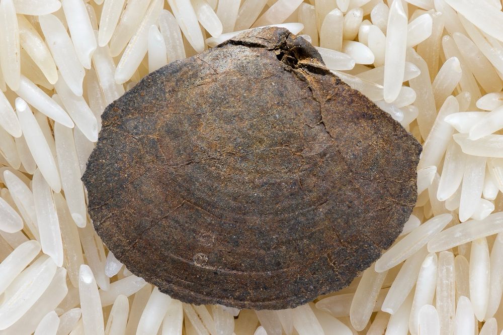 Indeterminate bivalve