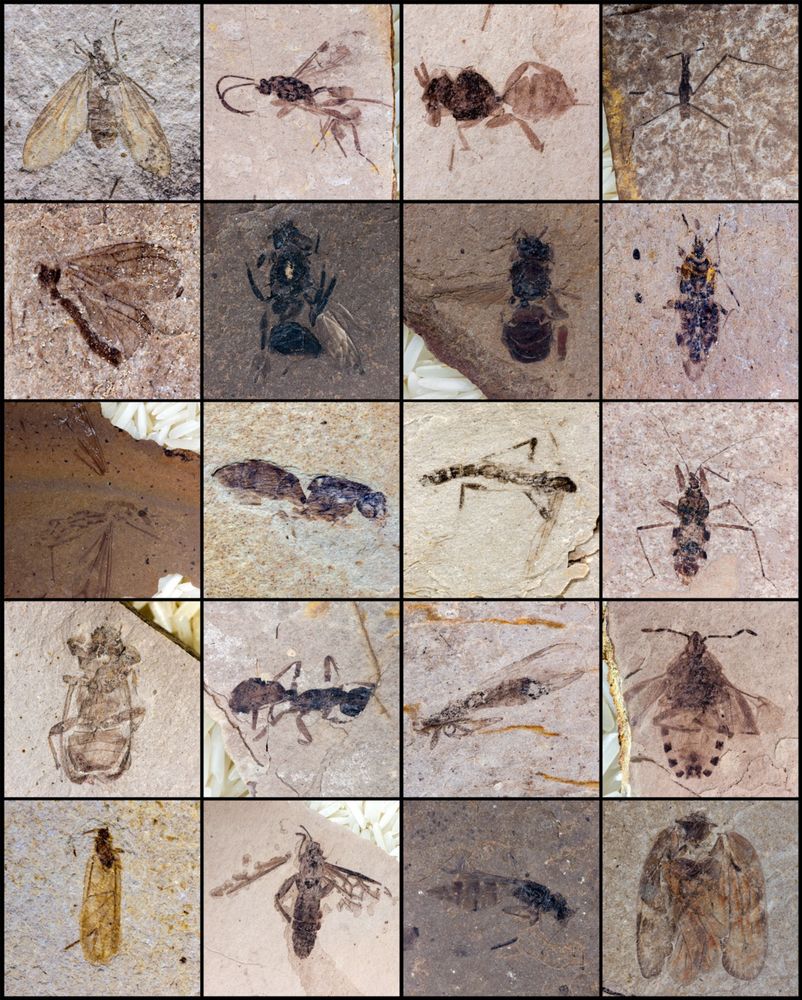 A collection of Eocene insects from the Allenby Formation. Present in this photo are examples of March Flies, Craneflies, Fungus Gnats, Beetles, several types of wasps, Sawflies, ants, Shield Bugs, Water Striders, Assassin Bugs, Froghoppers (spittle bugs) and a few indeterminate insects.