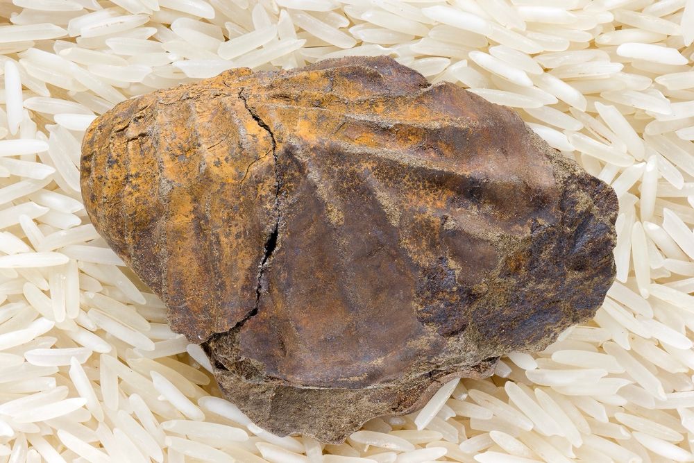 Sphenoceramus cf sachalinensis 