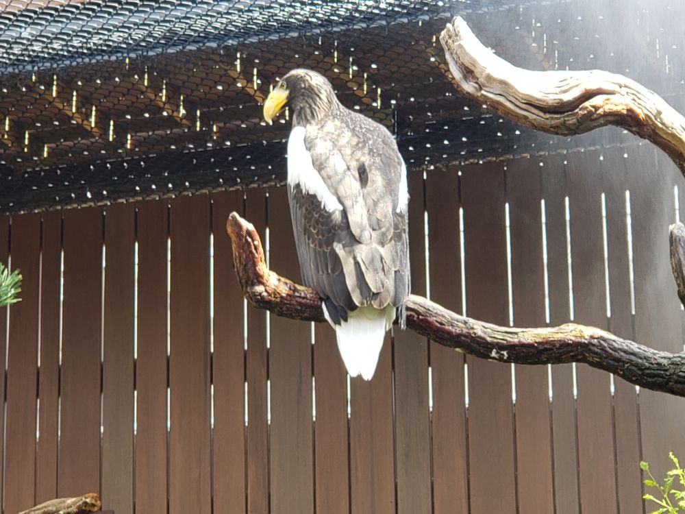 A Stellar's Sea Eagle relaxing in a misty spray.
