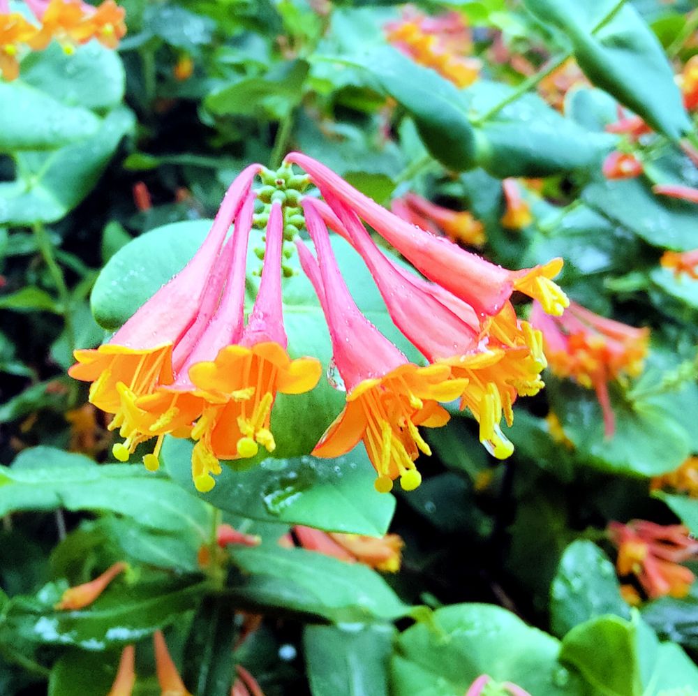 Photo shows Lonicera sempervirens (coral honeysuckle), a native perennial hummingbird favorite. 

#flowers #BloomScrolling 
#gardensky #gardens #gardening #GrowStuff #GardeningFeed #FlowerReport #Spring #hummingbirds #nativeplants #UrbanGardening #GardeningForWildlife, #RubyThroatedHummingbird #Archilochuscolubris 