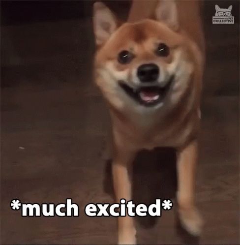 Much excite doge