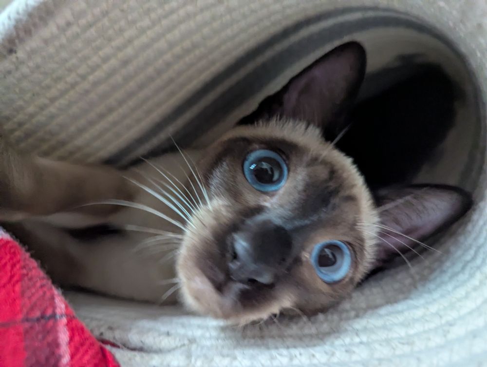 Cat face comically peering out from inside a partially collapsed rope laundry basket 