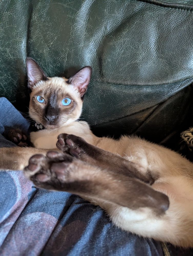 Cat with back feet in the air slumped into a person's armpit 