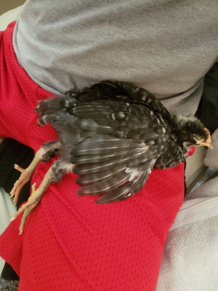 A baby chick stretched out on my lap