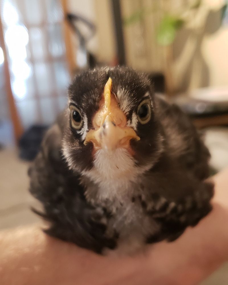front facing chick with eyes focused forward