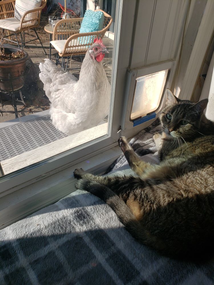 Gray chicken looking in from the window, tabby cat on the inside looking back at me