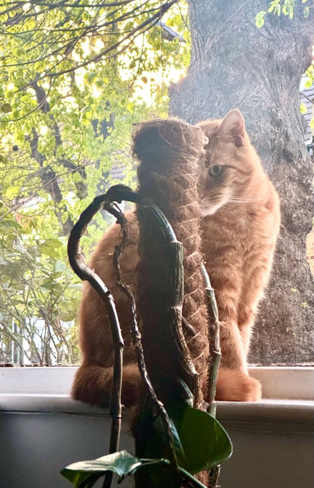 Ginger cat sitting on a windowsill in front of a plant with trees outside 