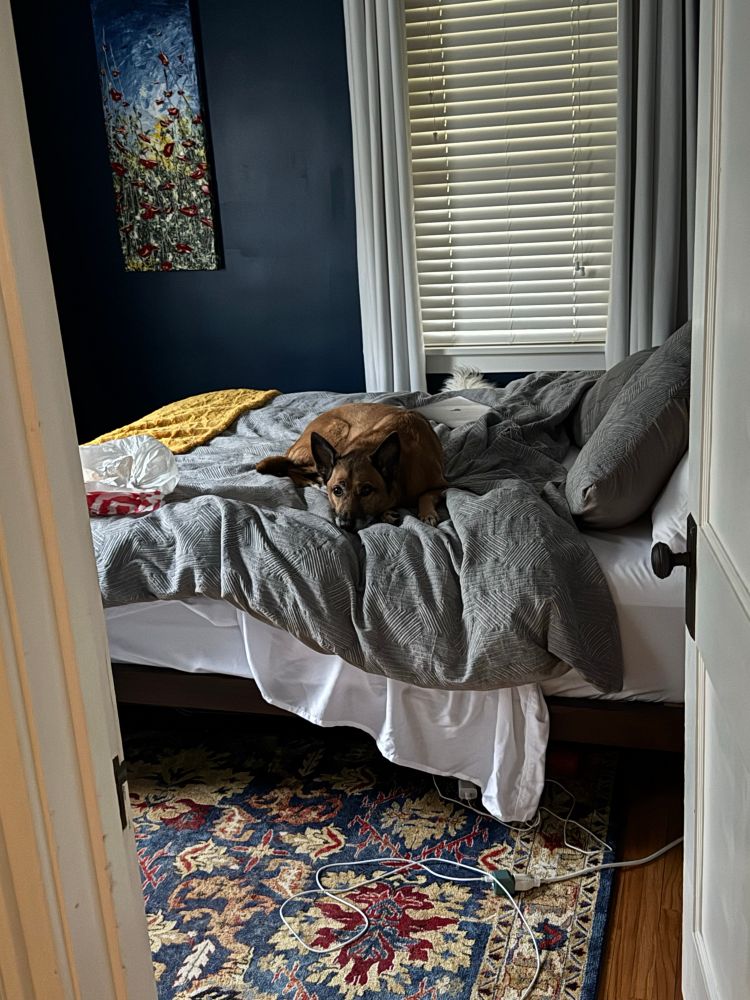 My sweet German shepherd mix, Seth, laying on my guest bed