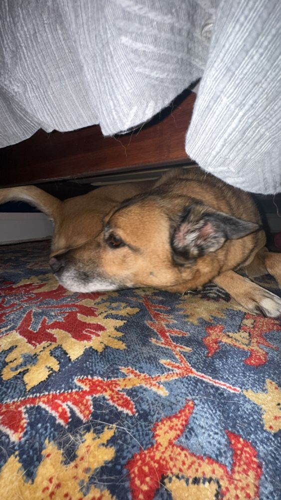 Seth, laying underneath the guest bed during a storm. He gets very scared by thunder 