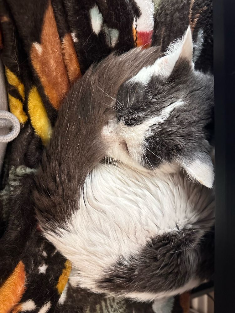 a white cat with gray spots curled up in a ball sleepin 