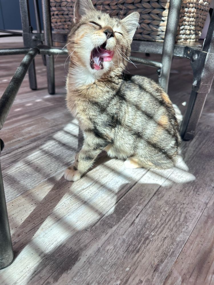 a kitten yawning in the sun under a kitchen table 