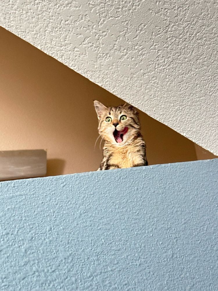 a kitten on the stairs with her mouth open looking very surprised 