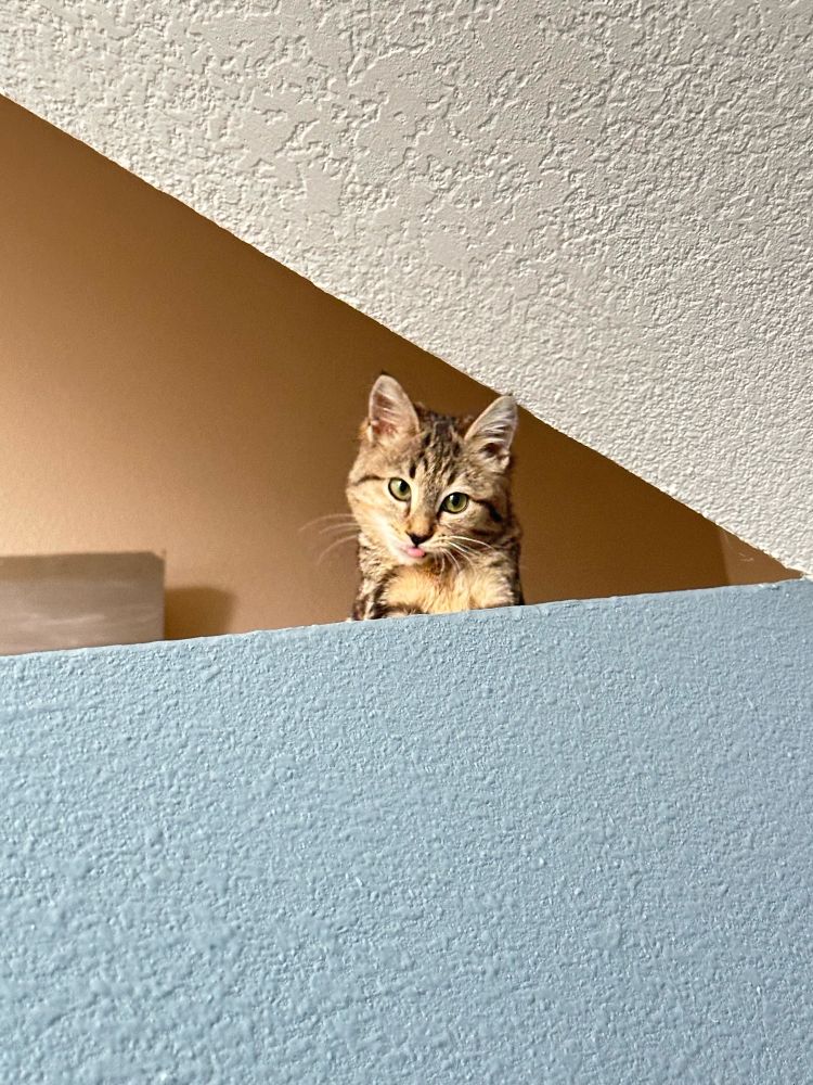 a kitten up on the stairs with her lil tongue out