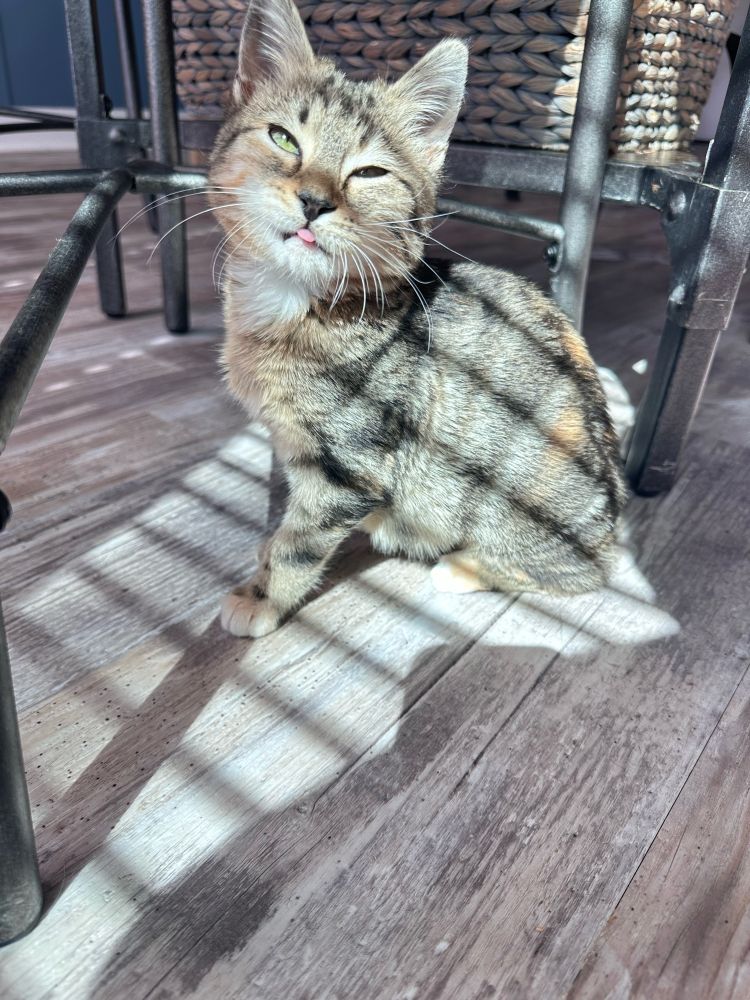 a kitten with her tongue out in the sun under a kitchen table 