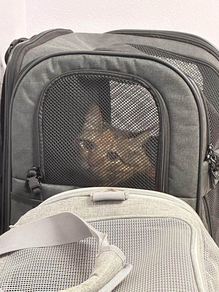 a tabby calico cat sits in her carrier longingly staring into the camera. her ears are tilted slightly back. there is sorrow in her eyes for the woman she loves and trusts most has betrayed her. this world is cruel. 
