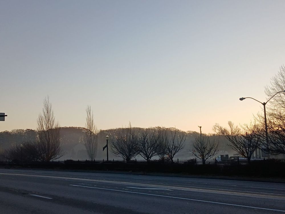 the skeletons of trees in the mist while the sun rises
