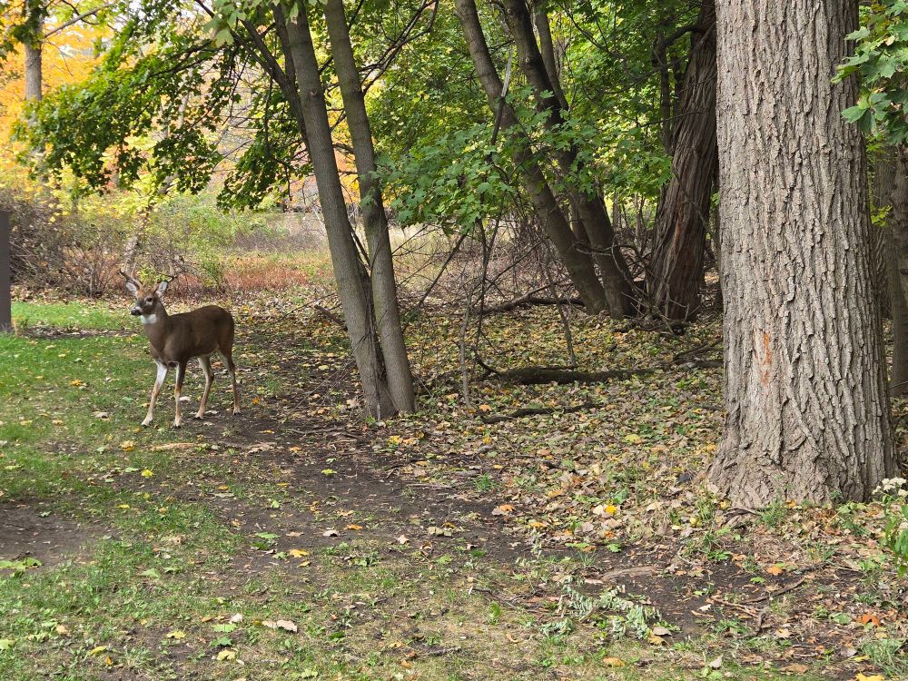 A male deer standing in the woods.