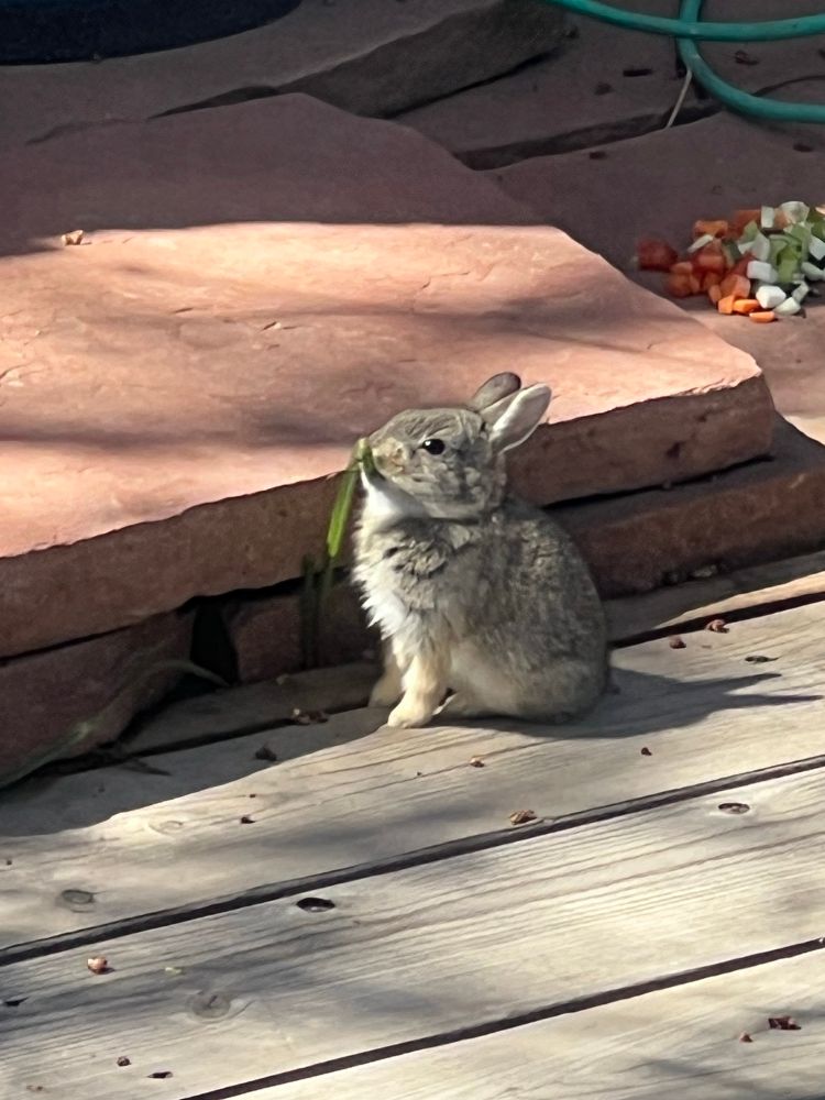 Bun sniffing leaf