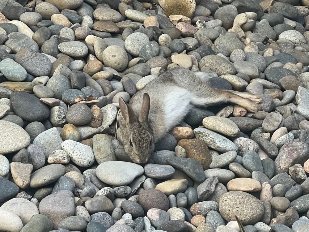 Bun side sploot