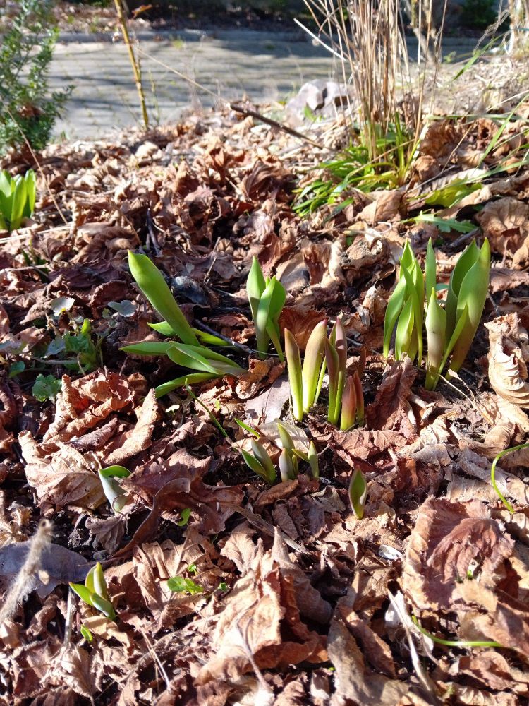 Tiges vertes et rouges de plantes à bulbe émergeant du sol dans un tapis de feuille morte sous un soleil de fin février 