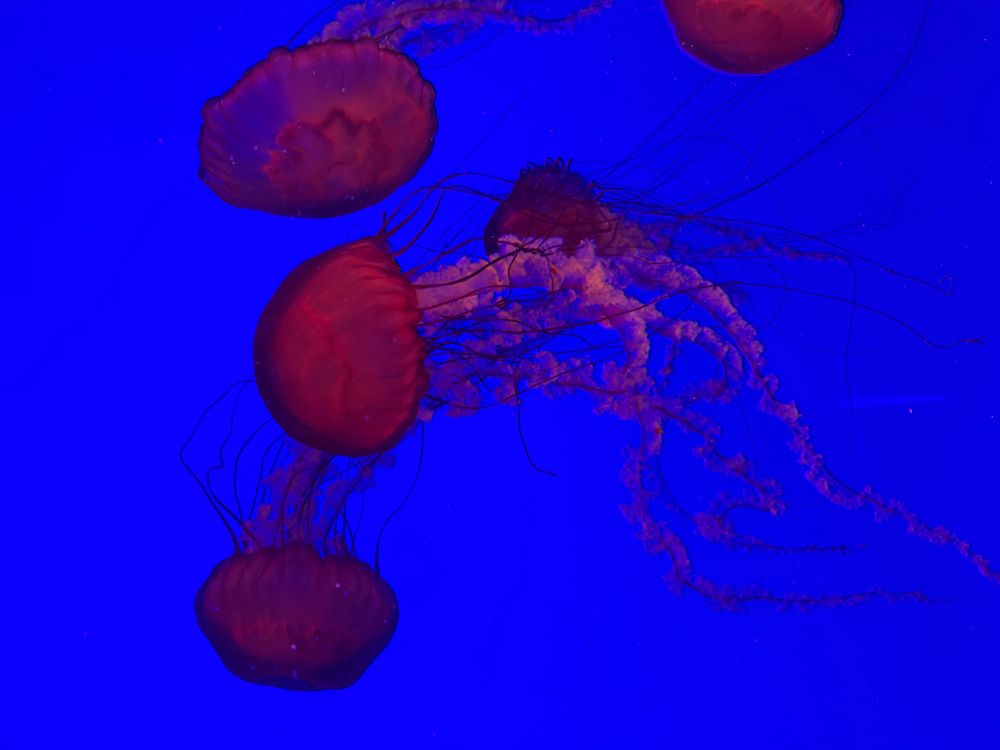 Red jellyfish 