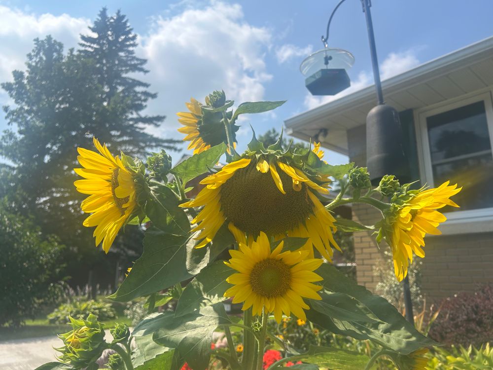 A single sunflower plant with many sunflowers on it 