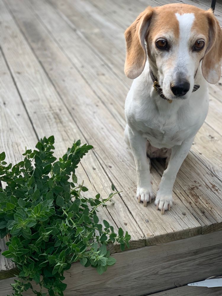 Beagle with bouquet of oregano